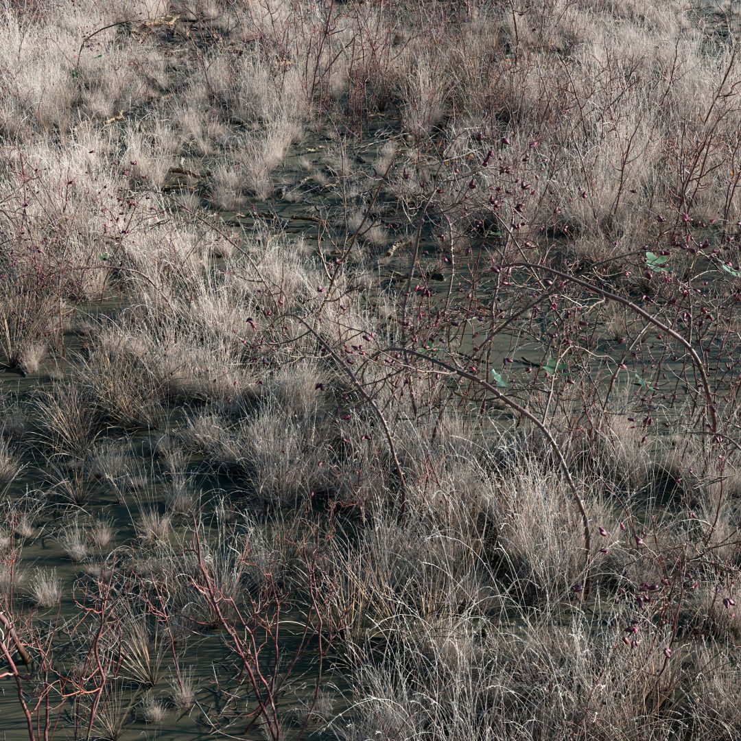 Wasteland